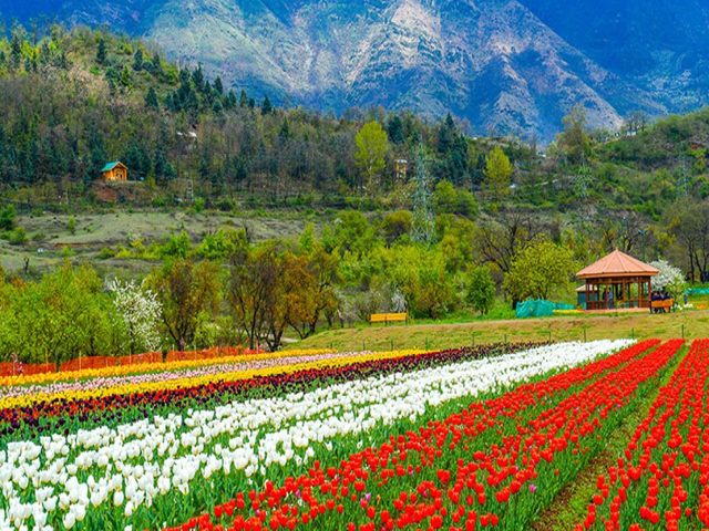tour operator in pahalgham